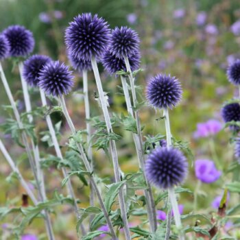 Kogeldistel