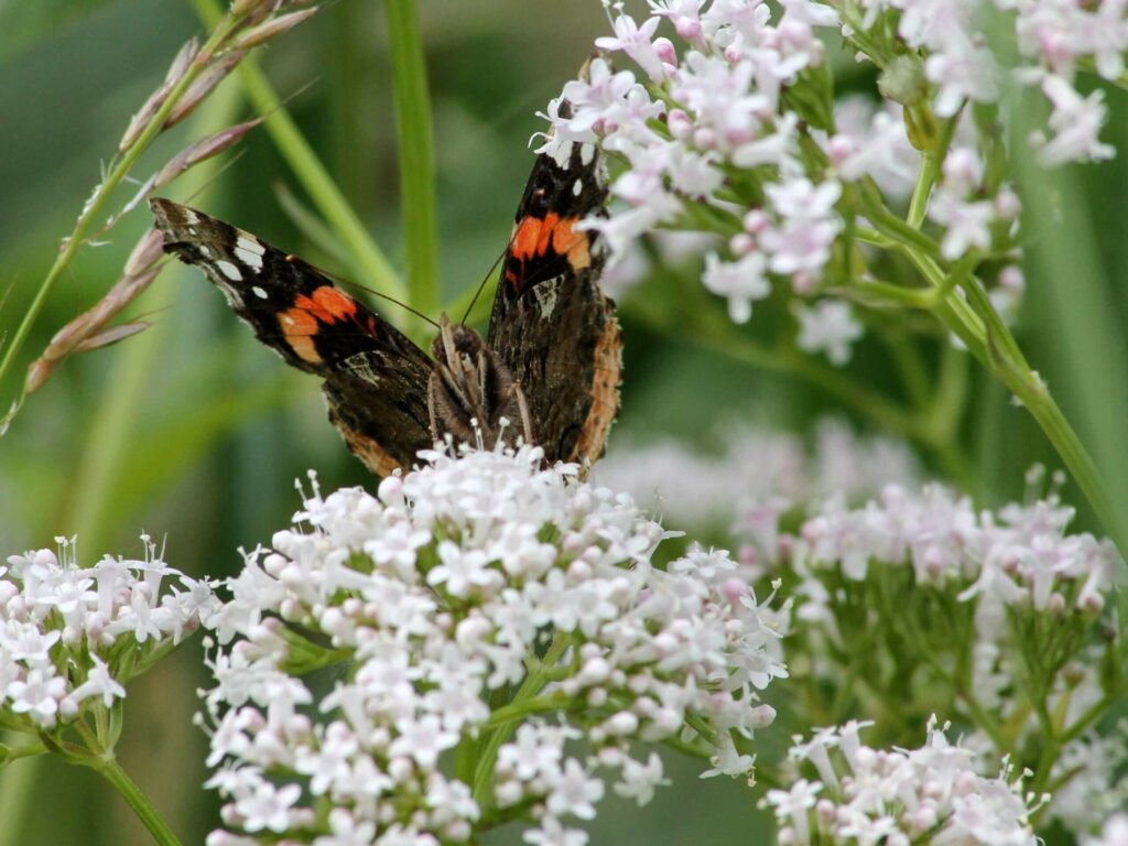 natuurvriendelijke tuin