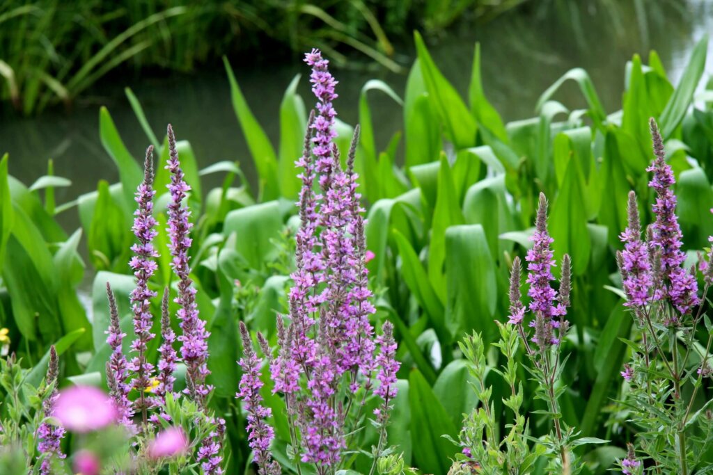 Natuurlijke tuin
