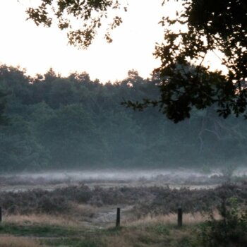 Dauwtrappen op de heide