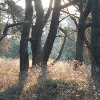 tegenlicht in het bos