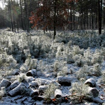 winter in het bos