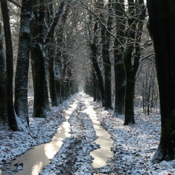sneeuw en ijs in het bos