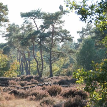 Heide en bos op de Veluwe